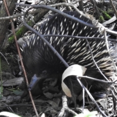 Tachyglossus aculeatus (Short-beaked Echidna) at Paddys River, ACT - 29 Oct 2021 by JohnBundock