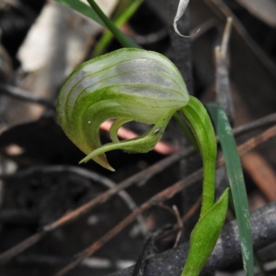 Pterostylis nutans (Nodding Greenhood) at Paddys River, ACT - 29 Oct 2021 by JohnBundock