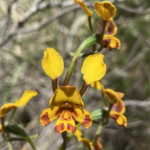 Diuris semilunulata at Jerrabomberra, NSW - suppressed