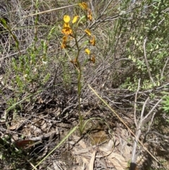 Diuris semilunulata at Jerrabomberra, NSW - suppressed