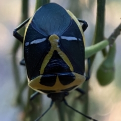 Commius elegans (Cherry Ballart Shield Bug) at Jerrabomberra, NSW - 29 Oct 2021 by SteveBorkowskis