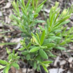 Billardiera scandens (Hairy Apple Berry) at Hughes, ACT - 25 Oct 2021 by KL