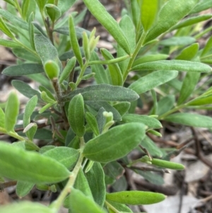 Billardiera scandens at Hughes, ACT - 25 Oct 2021 05:51 PM