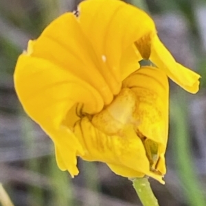 Goodenia pinnatifida at Deakin, ACT - 29 Oct 2021