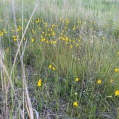 Goodenia pinnatifida at Deakin, ACT - 29 Oct 2021