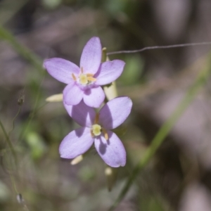 Centaurium sp. at Hawker, ACT - 27 Oct 2021 11:48 AM