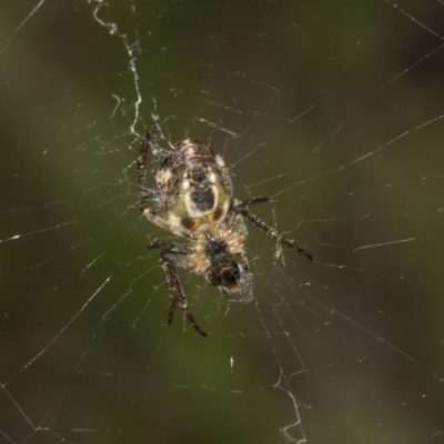 Plebs eburnus (Eastern bush orb-weaver) at Hawker, ACT - 27 Oct 2021 by AlisonMilton