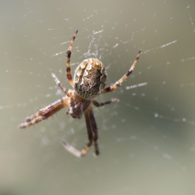 Araneus hamiltoni (Hamilton's Orb Weaver) at Hawker, ACT - 27 Oct 2021 by AlisonMilton