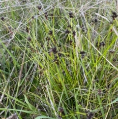 Schoenus apogon (Common Bog Sedge) at Deakin, ACT - 29 Oct 2021 by KL