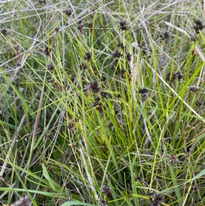 Schoenus apogon (Common Bog Sedge) at Deakin, ACT - 29 Oct 2021 by KL