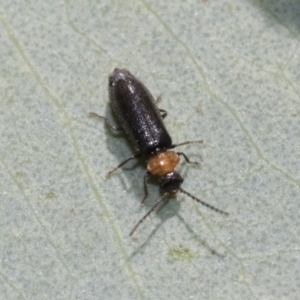 Chauliognathus lugubris at Bruce, ACT - 19 Oct 2021 10:16 AM