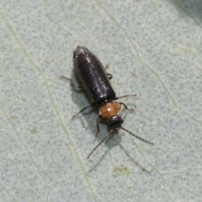 Chauliognathus lugubris (Plague Soldier Beetle) at Bruce, ACT - 19 Oct 2021 by AlisonMilton