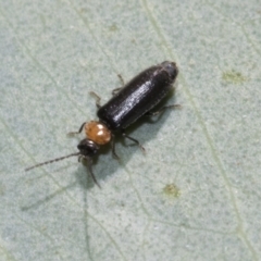 Chauliognathus lugubris at Bruce, ACT - 19 Oct 2021 10:16 AM