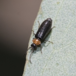 Chauliognathus lugubris at Bruce, ACT - 19 Oct 2021 10:16 AM