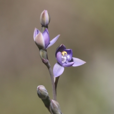 Thelymitra (genus) (sun orchids) at Hawker, ACT - 27 Oct 2021 by AlisonMilton