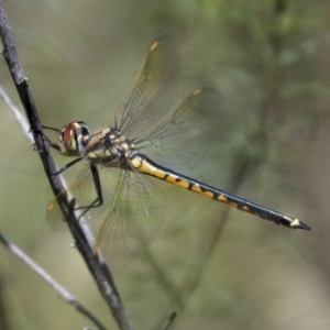 Hemicordulia tau at Hawker, ACT - 27 Oct 2021 12:11 PM