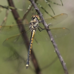 Hemicordulia tau at Hawker, ACT - 27 Oct 2021 12:11 PM