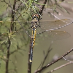 Hemicordulia tau at Hawker, ACT - 27 Oct 2021 12:11 PM