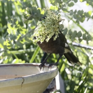 Strepera graculina at Higgins, ACT - 27 Oct 2021