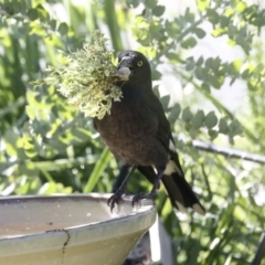 Strepera graculina at Higgins, ACT - 27 Oct 2021