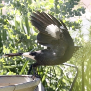 Strepera graculina at Higgins, ACT - 27 Oct 2021