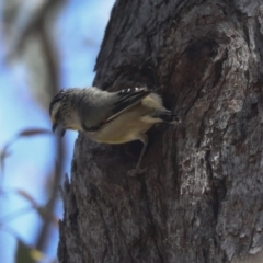 Pardalotus striatus at Hawker, ACT - 27 Oct 2021