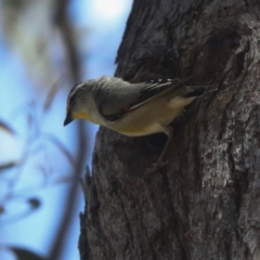 Pardalotus striatus at Hawker, ACT - 27 Oct 2021