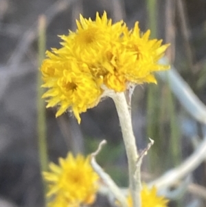 Chrysocephalum apiculatum at Jerrabomberra, NSW - 29 Oct 2021