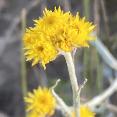 Chrysocephalum apiculatum (Common Everlasting) at Jerrabomberra, NSW - 29 Oct 2021 by Steve_Bok