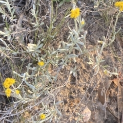 Chrysocephalum apiculatum at Jerrabomberra, NSW - 29 Oct 2021