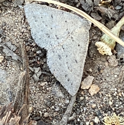 Taxeotis (genus) (Unidentified Taxeotis geometer moths) at Jerrabomberra, NSW - 29 Oct 2021 by Steve_Bok