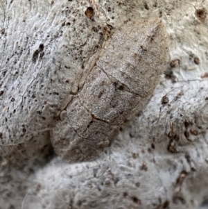 Ledromorpha planirostris at Jerrabomberra, NSW - 29 Oct 2021