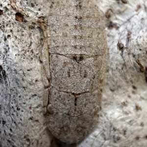 Ledromorpha planirostris at Jerrabomberra, NSW - 29 Oct 2021