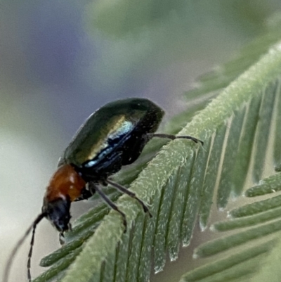 Adoxia benallae (Leaf beetle) at Jerrabomberra, NSW - 29 Oct 2021 by Steve_Bok
