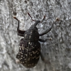 Melanterius sp. (genus) (Unidentified Melanterius weevil) at Jerrabomberra, NSW - 29 Oct 2021 by Steve_Bok