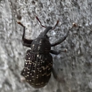 Melanterius sp. (genus) at Jerrabomberra, NSW - 29 Oct 2021