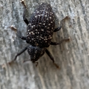 Melanterius sp. (genus) at Jerrabomberra, NSW - 29 Oct 2021