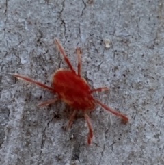 Trombidiidae (family) (Red velvet mite) at Jerrabomberra, NSW - 29 Oct 2021 by SteveBorkowskis