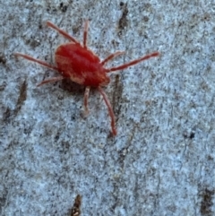 Trombidiidae (family) at Jerrabomberra, NSW - 29 Oct 2021 07:14 PM