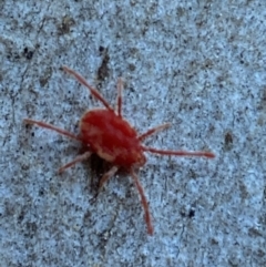 Trombidiidae (family) at Jerrabomberra, NSW - 29 Oct 2021 07:14 PM