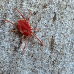 Trombidiidae (family) at Jerrabomberra, NSW - 29 Oct 2021 07:14 PM