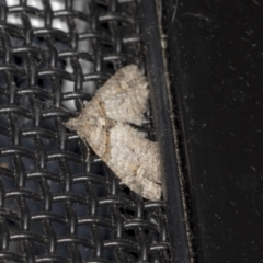 Phrissogonus laticostata (Apple looper moth) at Higgins, ACT - 26 Oct 2021 by AlisonMilton