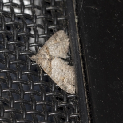 Phrissogonus laticostata (Apple looper moth) at Higgins, ACT - 25 Oct 2021 by AlisonMilton