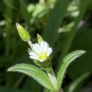 Cerastium glomeratum at Booth, ACT - 26 Oct 2021 01:46 PM