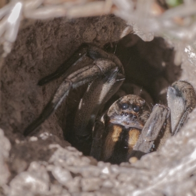 Lycosidae (family) (Wolf spider) at Googong, NSW - 29 Oct 2021 by WHall