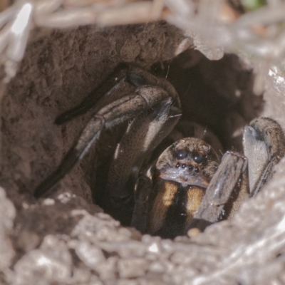 Lycosidae (family) (Unidentified wolf spider) at Googong, NSW - 29 Oct 2021 by WHall