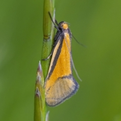 Philobota undescribed species near arabella (A concealer moth) at Googong, NSW - 29 Oct 2021 by WHall