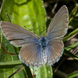 Zizina otis at Googong, NSW - 29 Oct 2021