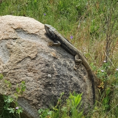 Pogona barbata (Eastern Bearded Dragon) at Stromlo, ACT - 28 Oct 2021 by jmcleod