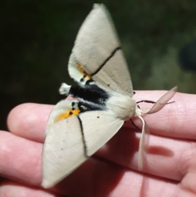 Gastrophora henricaria (Fallen-bark Looper, Beautiful Leaf Moth) at O'Connor, ACT - 29 Oct 2021 by LD12